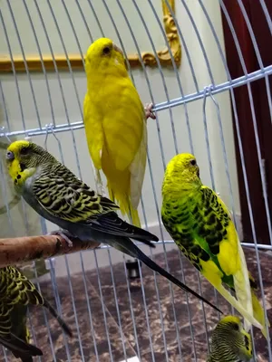 طيور باجري ثلاث اجواز