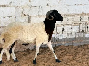 خروف ربي يبارك مطلع فحل