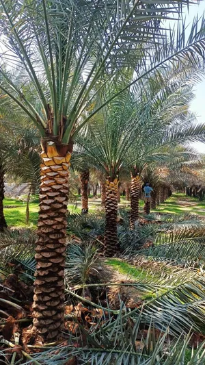 نخلة التمر أشجار نخيل التمر للبيع في الإمارات مع التوصيل والزراعة Date Palm Trees for Sale