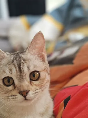 British shorthair