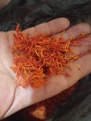 بيع عصفر او زعفران للطبخ فريش من ارض سورية اول قطفة الموسم هاد