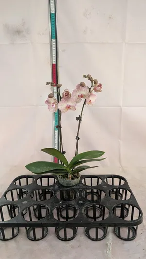 Beautiful Orchid Plant with Ceramic Pot – Indoor Flowering Plant