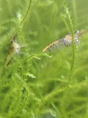 Wild Neocardinias Shrimp for sale