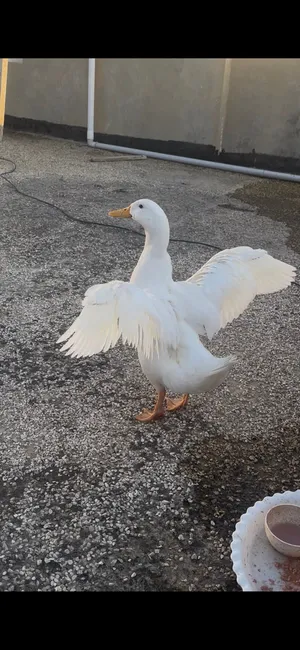 بطة بكيني للبيع