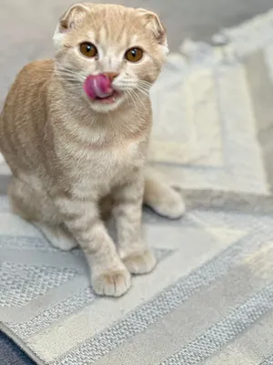 سكوتش فولد