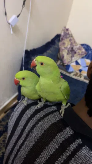 Green parrot hand breeding friendly