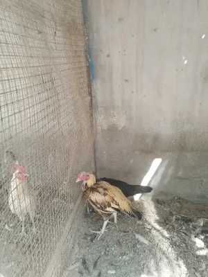 ديكه باكستنيات الواحد على 15ريال