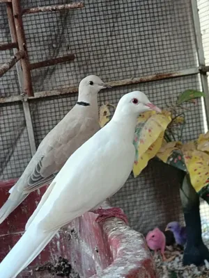 عفاد منتج حال بيع او بدل