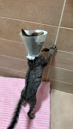 قطه بعمر شهر ونص للتبني ( 1.5 cat for adoption )