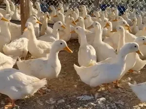 بط للبيع جاعز لإنتاج والأكل