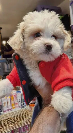 Dogs for sale