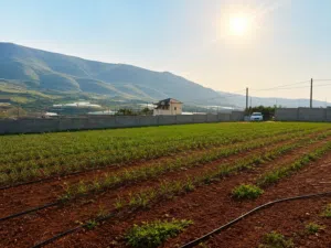 Farm Land for Sale in Nablus Al Nassariya