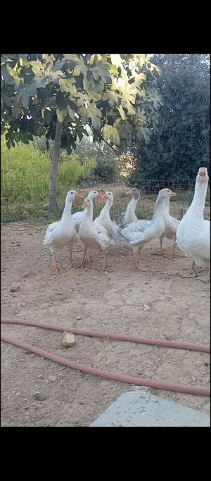 وزه معها فراخ