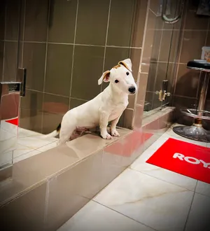 Jack Russell puppy