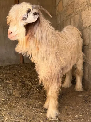 تيس من حلال الرحوب حار بصحه ممتازة كل شي فيه صاحي يصلح الإنتاج والذبح بدون ريحه عمره سنه و3شهور