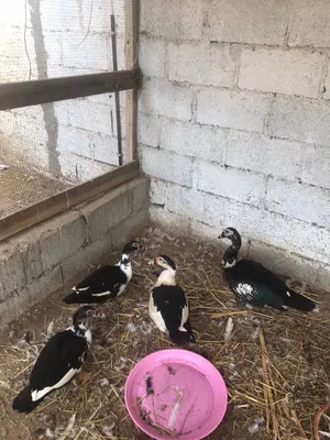 البدل مع وز ذكر و انثا