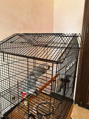 i want to sell it to me my parrot