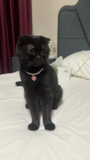 Female cat for free adoption