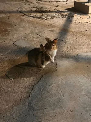 ارانب عربية