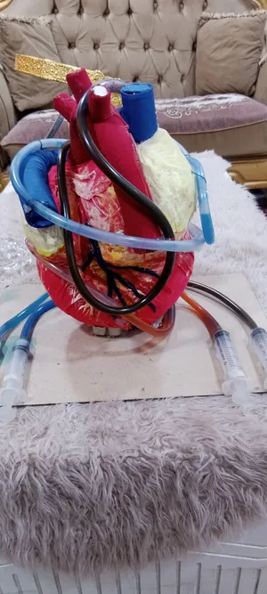 مجسم قلب تفاعلي مجسم تعليمي ضخ هيدروليكي (مع سرنجات وأنابيب)