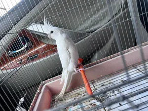 Cocktail albino red eyes