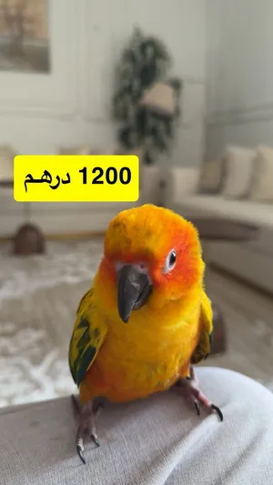 صن كنيور اليف جدا و هدد داخل البيت و ممتاز مع الاطفال العمر 7-8 شهور