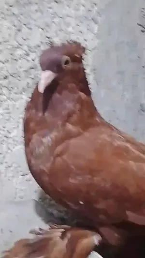 متاح زوج رواعب للبيع