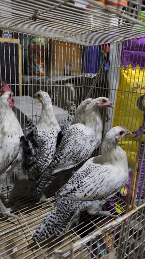 دجاج فيومي فضي للبيع