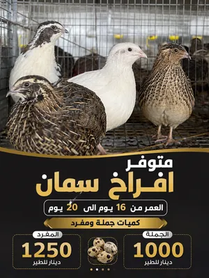 متوفر افراخ طائر السمان كميات جملة ومفرد