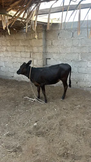 عجله تهجين فول سمنه العمر من 4 الى 5 شهور