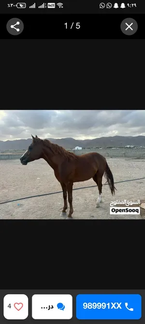 للبيع حصان عربي اصيل