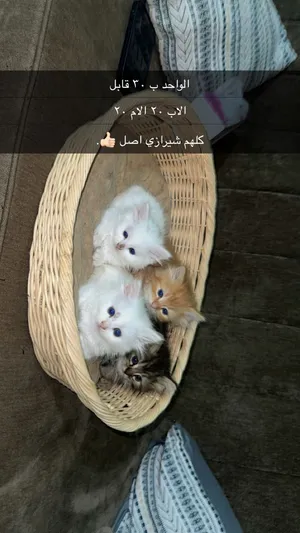 قطط شيراز اصل للبيع مع الام والاب