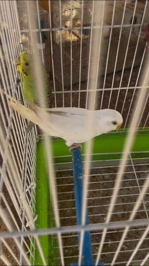 ببغاء حب وروز