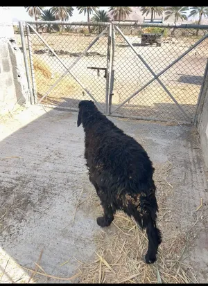 جدايا وكباش من حلال الجبل