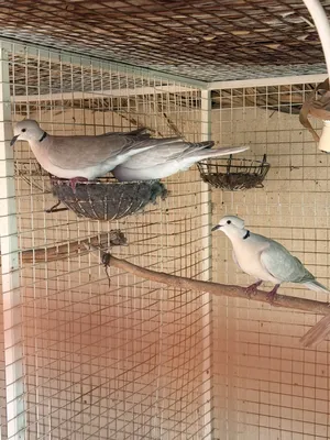 للبيع عفاد تاج 12 حبات بيع جمعي ب12 ريال