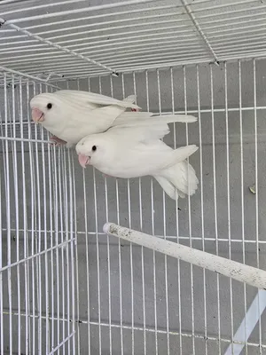 للبيع زوج لاف بيرد البينو منتج حجم وصحة