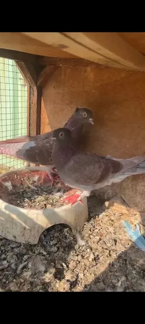 مراوس بتور