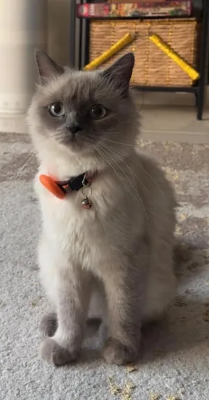 Cat for sale