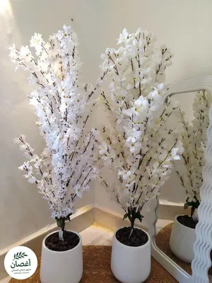 شجره اللوز ارتفاع 120سم
