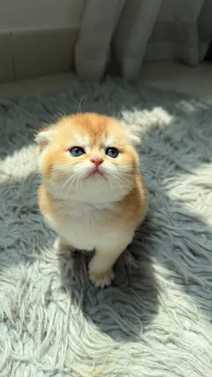 كيتينز بريتش و سكوتش اناث و ذكور