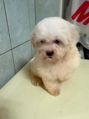 Cute little Puppies for rehoming