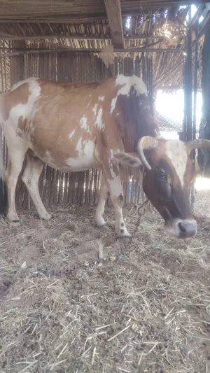 للبيع بقره عمانيه عشره
