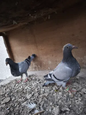 زوج فرخات زواجل مقاليم احجام + اوزان مرعبه ماشاء الله
