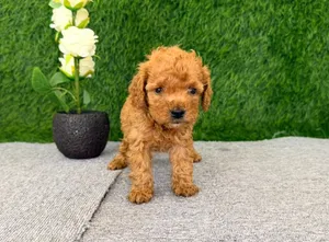 Toy poodle puppies