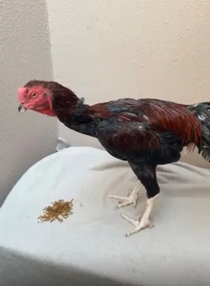 ديك أسيل باكستاني مقاتل ومدرّب سابقًا للقتال.