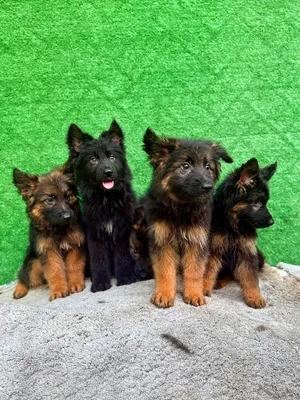 German Shepherd puppies