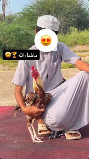 ديك باكستاني للبيع