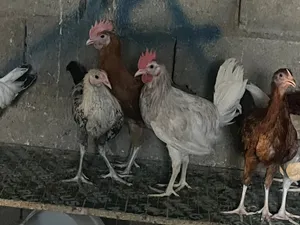 دجاج بلدي نظيف