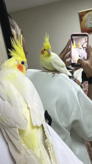 cocatail parrot hand tame healthy friendly and nice