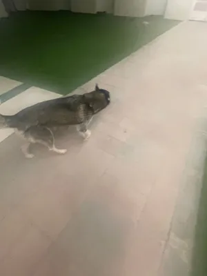 I have a dog to sell